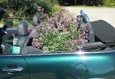 Lespedeza Pink Fountains leaving the nursery in style! Lespedeza Pink Fountains leaving the nursery in style!