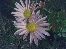 Chrysanthemum Sheffield Pink in October Chrysanthemum Sheffield Pink in October