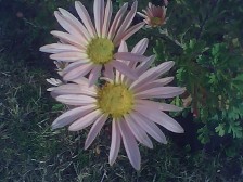 Chrysanthemum Sheffield Pink in October