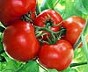 Tomato Box Car Willie Tomato Box Car Willie