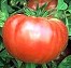 Tomato Brandywine famous flavor champion Tomato Brandywine famous flavor champion