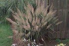 Korean Feather Reed Grass in autumn Korean Feather Reed Grass in autumn
