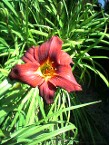 Daylily Red Zeppelin, Grown From Seed Years Ago, Only Available At Our Nursery Daylily Red Zeppelin, Grown From Seed Years Ago, Only Available At Our Nursery