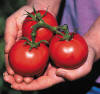 Tomato Sioux Tomato Sioux