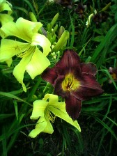 Daylily Spider Miracle and Daylily Strutters Ball Daylily Spider Miracle and Daylily Strutters Ball