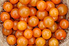Tomato Sungold, super productive and flavorful Tomato Sungold, super productive and flavorful
