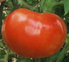 Tomato Superstaeak, the traditional slicing tomato