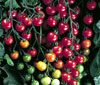 Tomato Sweet 100, our favorite cherry tomato Tomato Sweet 100, our favorite cherry tomato
