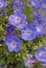 Geranium Rozanne courtesy Walters Gardens Geranium Rozanne courtesy Walters Gardens