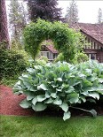 Hosta Regal Cross courtesy Walters Gardens