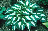 Hosta Night Before Christmas courtesy Walters Gardens Hosta Night Before Christmas courtesy Walters Gardens