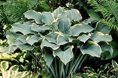 Hosta Regal Splendor courtesy Walters Gardens