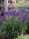 Iris siberica courtesy Walters Gardens