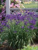 Iris siberica courtesy Walters Gardens Iris siberica courtesy Walters Gardens