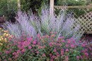 Perovskia- Russian Sage courtesy Walters Gardens