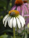 Echinacea White Swan, courtesy Walters Gardens Echinacea White Swan, courtesy Walters Gardens