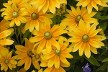 Rudbeckia Prairie Sun courtesy Walters Gardens