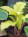 Hosta Designer Genes, gold foliage and red stems, courtesy Walters Gardens Hosta Designer Genes, gold foliage and red stems, courtesy Walters Gardens