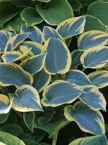 Hosta First Frost courtesy Walters Gardens Hosta First Frost courtesy Walters Gardens
