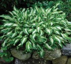 Hosta Media picta courtesy Walters Gardens Hosta Media picta courtesy Walters Gardens