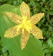 Trycirtis bakeri rare yellow flowered Toad Lily