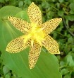 Trycirtis bakeri rare yellow flowered Toad Lily Trycirtis bakeri rare yellow flowered Toad Lily