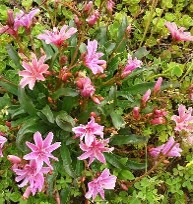 Lewisia Little Plum Lewisia Little Plum