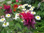 Monarda Raspberry Wine with daisy Phyllis Smith