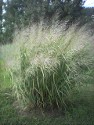 Panicum Dallas Blues at 6'-7'