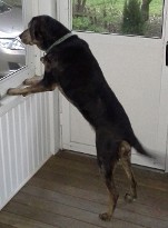 Shila enthusiastically observing visiting chickens 