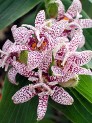 Trycirtis Miyazaki, orchidlike speckled flowers late summer into fall Trycirtis Miyazaki, orchidlike speckled flowers late summer into fall