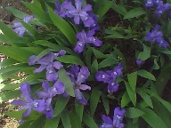 Iris cristata, a lovely native Iris cristata, a lovely native