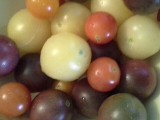 An Assortment of Colorful and Flavorful Cherry Tomatoes, Summer 2013