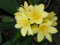 Yellow Clivia in bloom