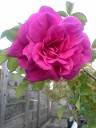 Rosa Rugosa Hybrid Hansa Rosa Rugosa Hybrid Hansa