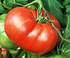 Tomato Mortgage Lifter Tomato Mortgage Lifter