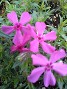 Phlox subulata Redwing, Mountain Oinks, deer resistant spring bloomers