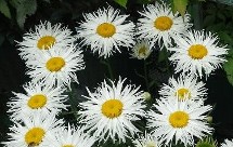 Shasta Daisy Phyllis Smith Shasta Daisy Phyllis Smith