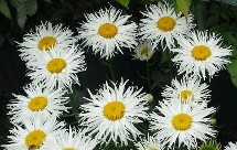 Shasta Daisy Phyllis Smith